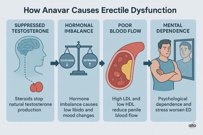 “Infographic showing how Anavar causes erectile dysfunction through suppressed testosterone, hormonal imbalance, poor blood flow, and psychological dependence.”