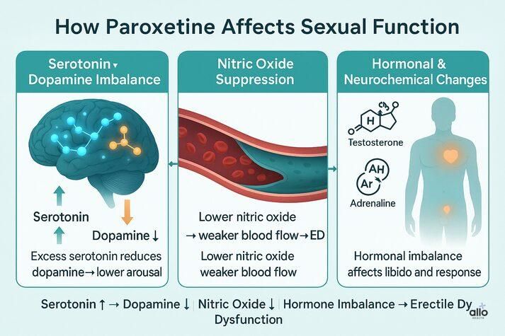 “Infographic illustrating how paroxetine affects sexual function through serotonin-dopamine imbalance, nitric oxide suppression, and hormonal changes leading to erectile dysfunction.”