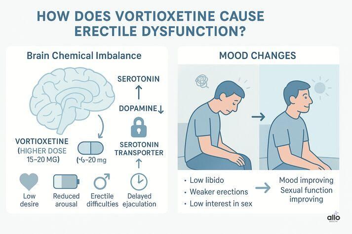 An educational infographic with two main sections. Left: Brain illustration showing serotonin levels increasing and dopamine decreasing, with icons for low desire, reduced arousal, erectile difficulties, and delayed ejaculation. A vortioxetine pill icon is shown with higher doses (15–20 mg) linked to more serotonin transporter blocking. Right: Illustration of a person transitioning from low mood to improved mood, with text explaining that low libido, weaker erections, and low interest in sex can improve as mood stabilizes.