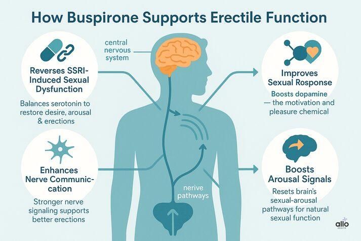 A medical diagram showing a male silhouette with highlighted brain and nerve pathways. Four benefits of buspirone are displayed around the figure: reverses SSRI-induced sexual dysfunction, improves sexual response, enhances nerve communication, and boosts arousal signals. Icons and labels reinforce each mechanism.