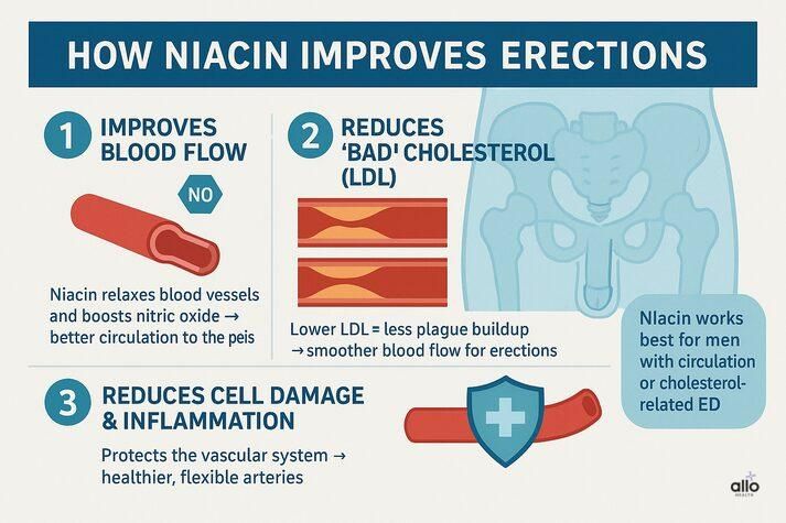 “Infographic showing how niacin improves erections by boosting blood flow, lowering LDL cholesterol, and reducing inflammation to support healthier blood vessels.”