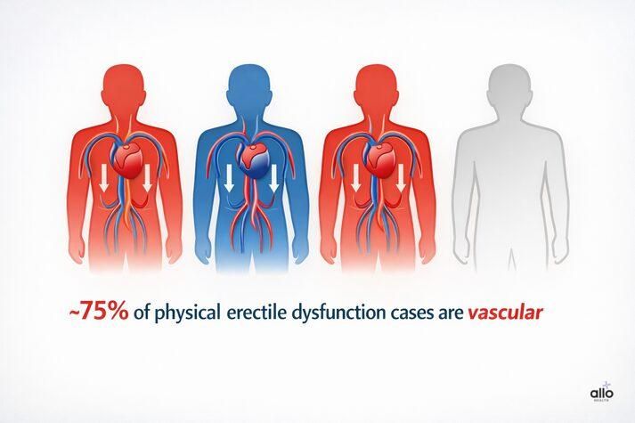 rectile dysfunction: psychological ED linked to stress and anxiety, and physical ED caused by reduced blood flow, highlighting that vascular ED accounts for most cases.