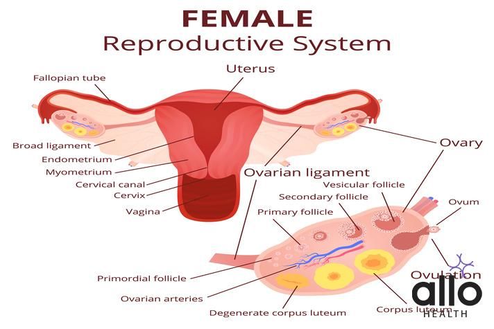 How Many Holes In The Female Reproductive System?, Overview of Gynecological Health