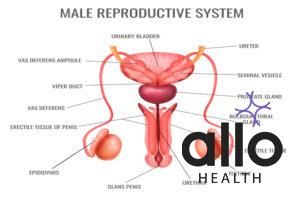 male reproductive system
