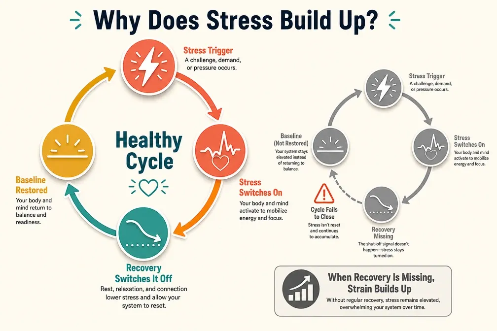 Body Image 2 — Why Does Stress Build Up Flowchart.webp