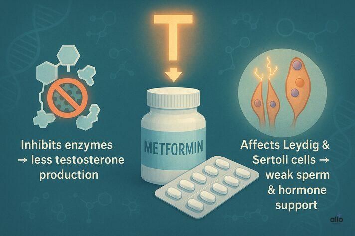 Infographic explaining does metformin cause erectile dysfunction by reducing testosterone, showing Metformin pills, enzyme inhibition, and Sertoli Leydig cell impact.