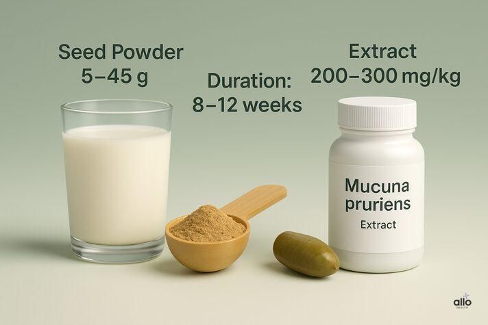 infographic showing Mucuna pruriens dosage for erectile dysfunction with seed powder, milk preparation, and capsule extract.