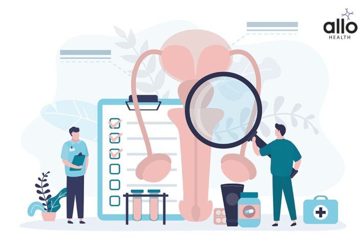 Male Reproductive Organs