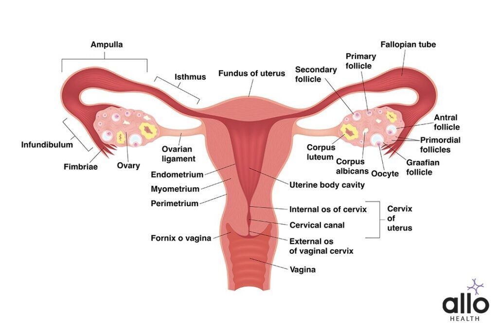 Female Reproductive Organs