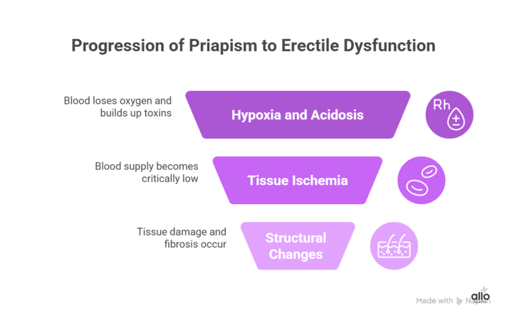 infographic showing why priapism can lead to erectile dysfunction