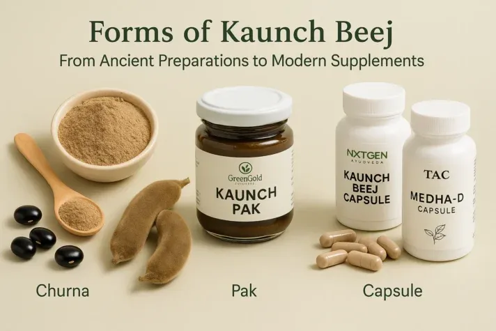 “Different forms of Kaunch Beej — churna powder in a bowl and spoon, Kaunch Pak jar, and modern capsules labeled Nxtgen Ayurveda Kaunch Beej Capsule and TAC Medha-D Capsule, representing traditional to modern Ayurvedic supplements.”