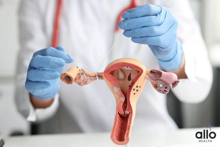 Female Reproductive Organs